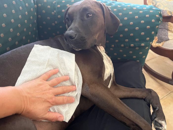 A dog lying on a couch with a hand gently placing a wipe on its body