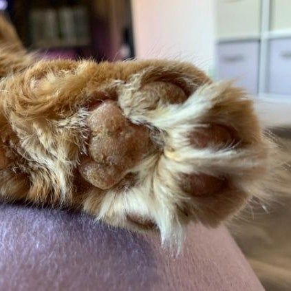 A before photo showing the reviewer's cat's chapped paws