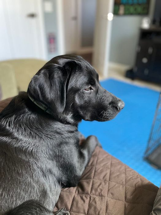 A black dog resting on a quilted surface, gazing sideways in an indoor setting