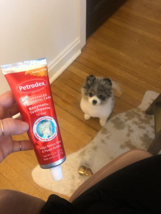 A dog with toothpaste applied to its teeth