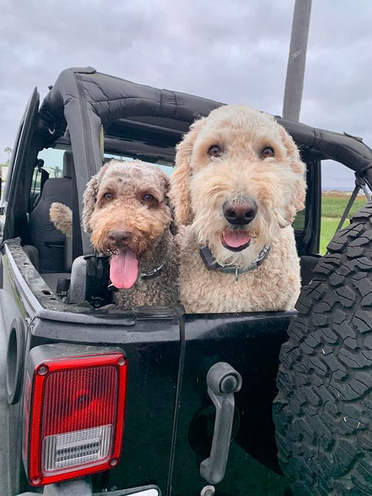 Two curly-haired dogs, tongues hanging out, sitting in the back of an open Jeep