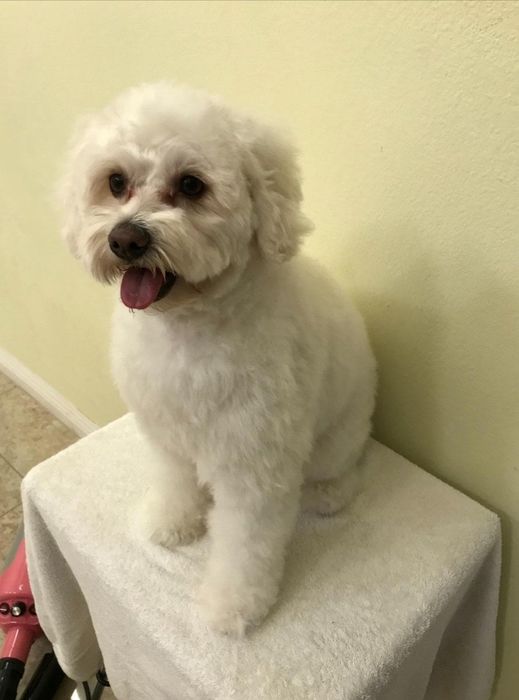 The dog’s fur now fluffy and soft after being blow-dried