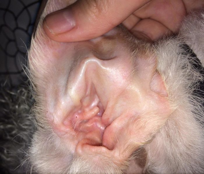 The dog's ears after applying the solution, now clean and healthy.