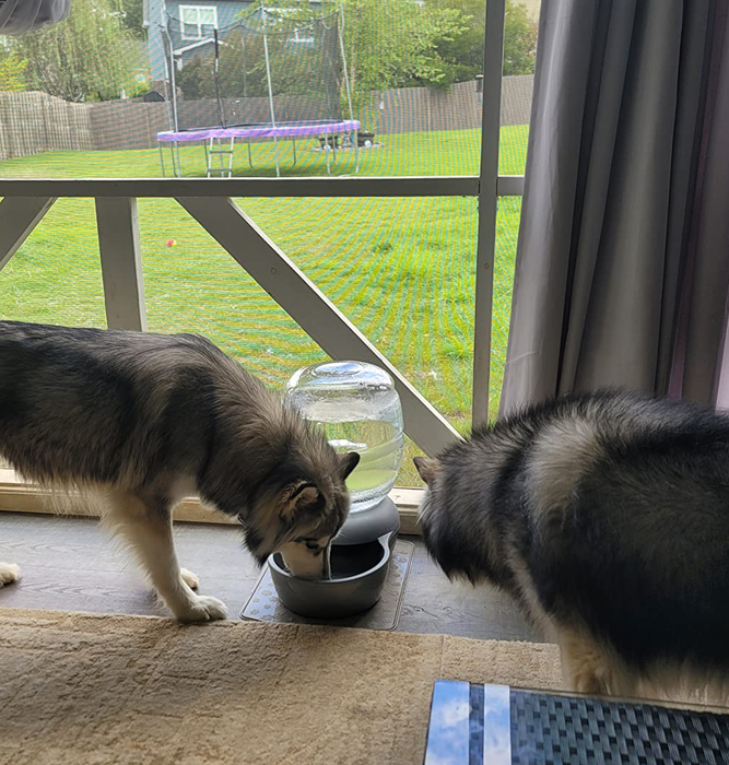 A reviewer’s two Huskies drinking from the water dispenser.