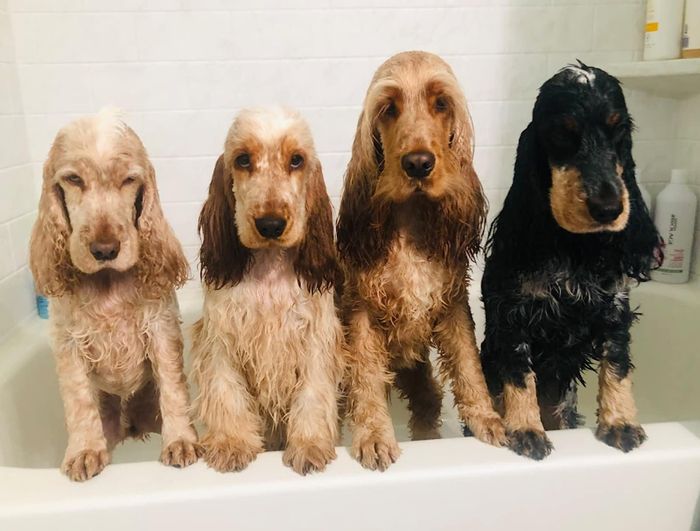 A reviewer's photo of four dogs enjoying a bath after using the dog wash.
