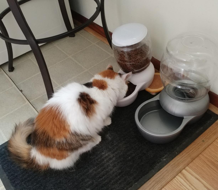 A reviewer’s cat with the gravity waterer.