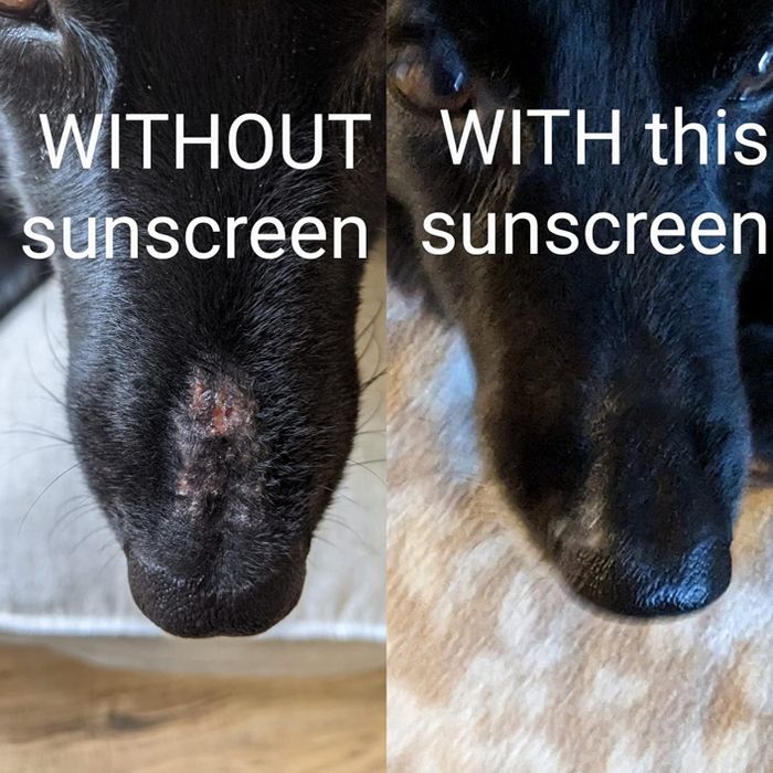 A reviewer’s before-and-after photo showing the healing of their dog’s snout scars after using the sunscreen.