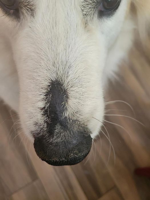 The dog’s nose fully healed after using the balm.