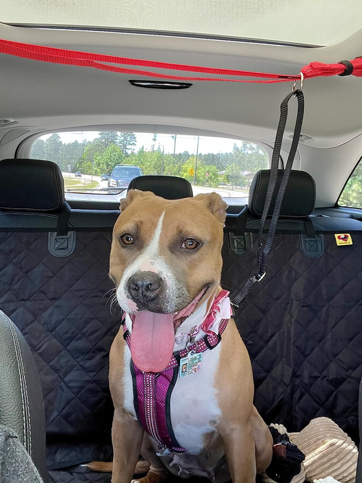 The reviewer's pitbull safely attached to the zipline.