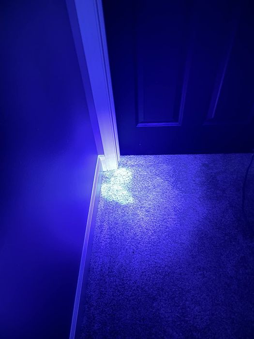 A reviewer using the black light to highlight a urine stain on their carpet