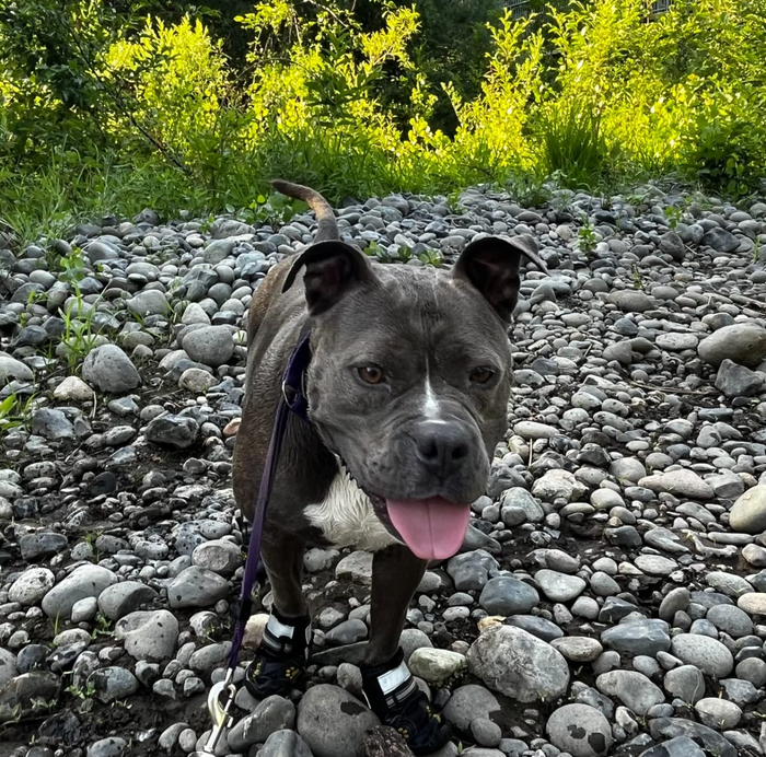 A pitbull wearing black boots, confidently navigating a rocky landscape.