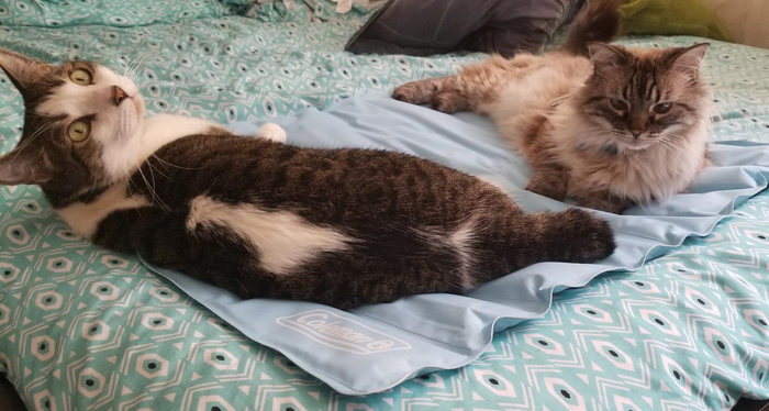 The reviewer’s two cats lounging together on the cooling mat.