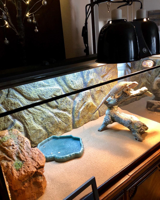 A reviewer's pet reptile relaxing in its habitat inside the terrarium