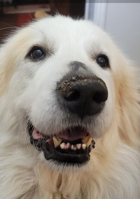 The reviewer’s dog showing signs of dryness and cracking on her nose before applying the balm.