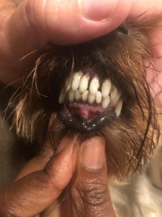 The reviewer holding their dog’s lips open to reveal their clean teeth.