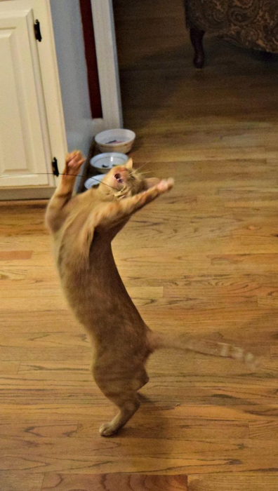 Another shot of the same cat playing with the toy.