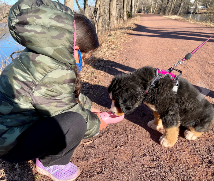 The reviewer's dog drinking from the pink water bottle during a hike.