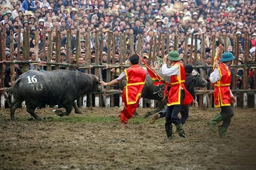 Lễ hội chọi trâu, diễn ra vào ngày 17 tháng Giêng, là một trong những lễ hội nổi tiếng của Vĩnh Phúc, nơi các con trâu được huấn luyện để tham gia vào các trận đấu đầy kịch tính và hấp dẫn.