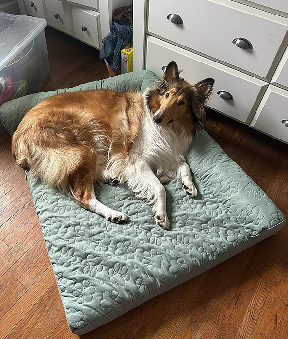 The reviewer’s 62 lb. dog relaxing on the XL mint green cooling bed.