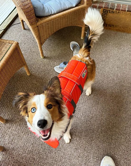 A reviewer's Aussie puppy wearing the orange life jacket.
