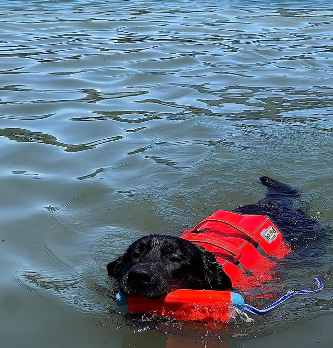 A reviewer's dog swimming in a lake with an orange life jacket and a front neck float that helps keep his head above water.