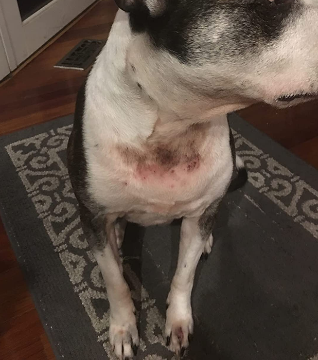 A photo from a reviewer showing their dog with a rash on its chest.