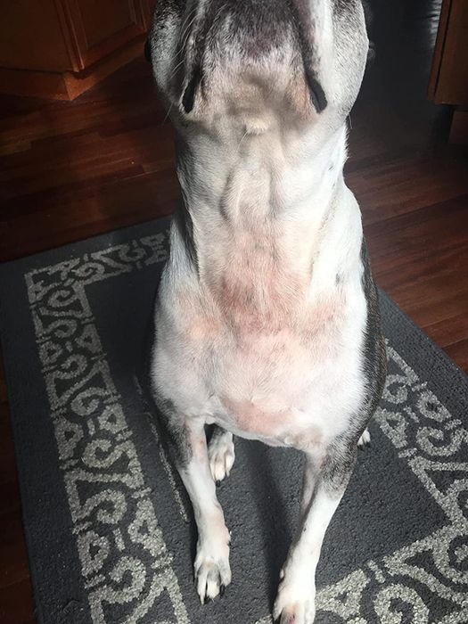 A reviewer's photo of a dog with a rash that healed after consuming the chews.