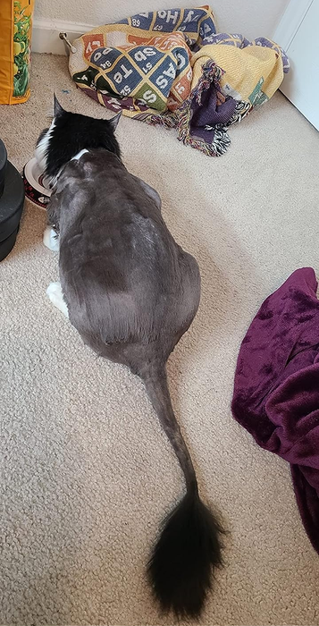 A reviewer's cat sporting a lion cut