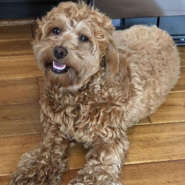 The reviewer’s dog with gleaming white teeth.