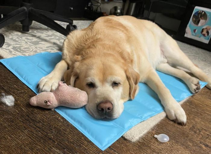The reviewer’s Labrador Retriever resting comfortably on the blue cooling pad.