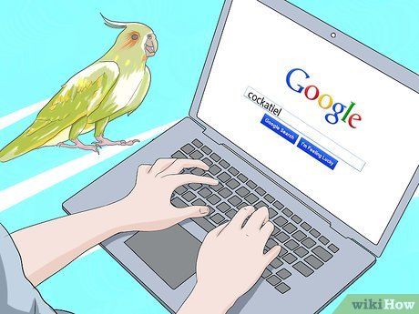 How to Care for the Malaysian Parrot (with Images) – Mytour