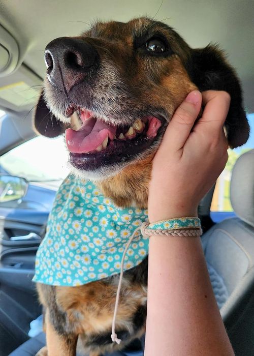A reviewer wearing a green bracelet while petting a dog with a matching bandana.