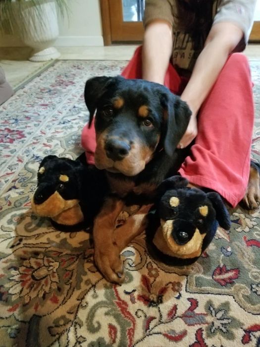 Another reviewer is wearing Rottweiler slippers, standing next to their dog, which looks strikingly similar.