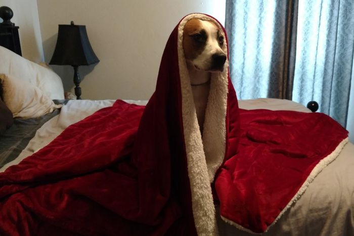 A photo of a dog nestled under a red blanket from a reviewer