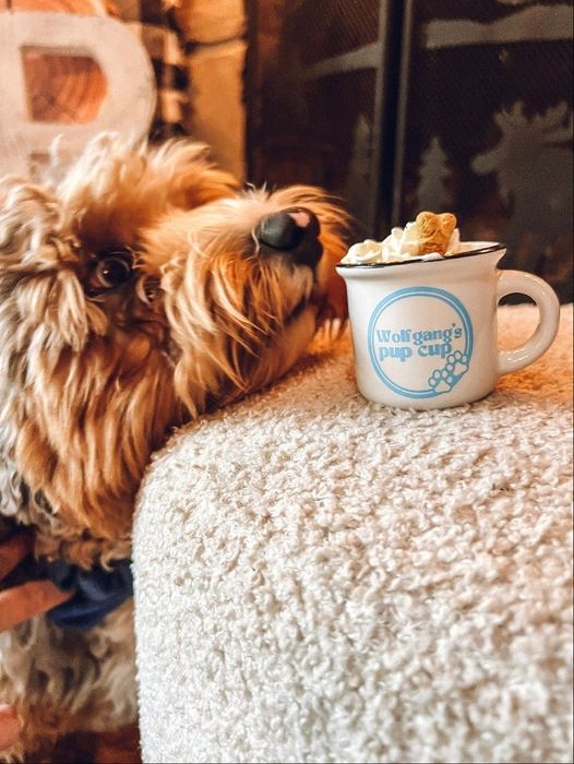 A dog staring at a white custom pup cup full of whipped cream