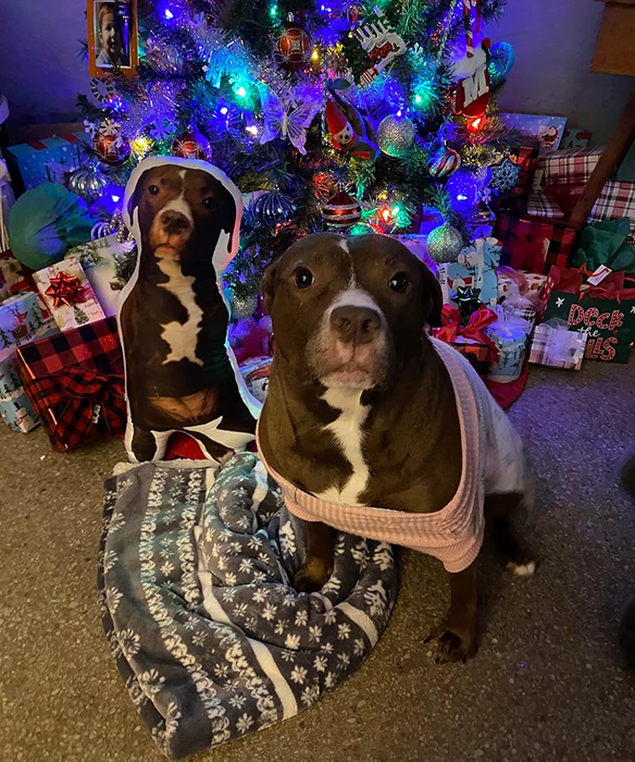 Another reviewer's dog sitting next to the pillow placed in front of a Christmas tree.