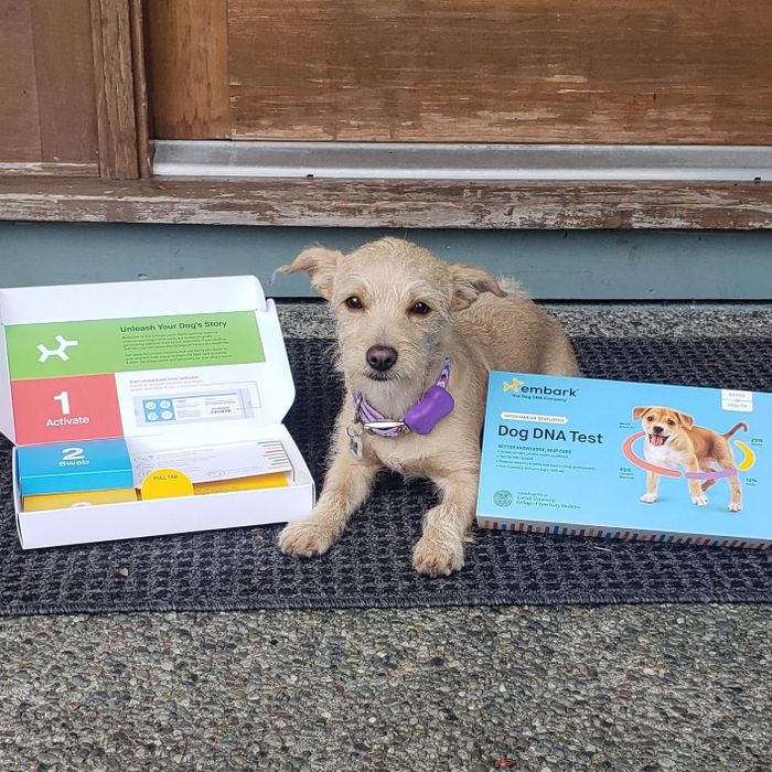 A photo of a dog resting beside the Embark DNA test kit.