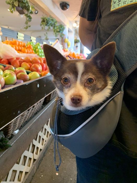 Close-up of another reviewer wearing a sling with their Chihuahua inside