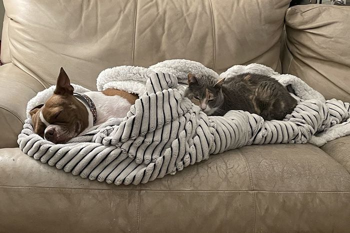 A photo from a reviewer showing a cat and a dog wrapped together in the blanket.