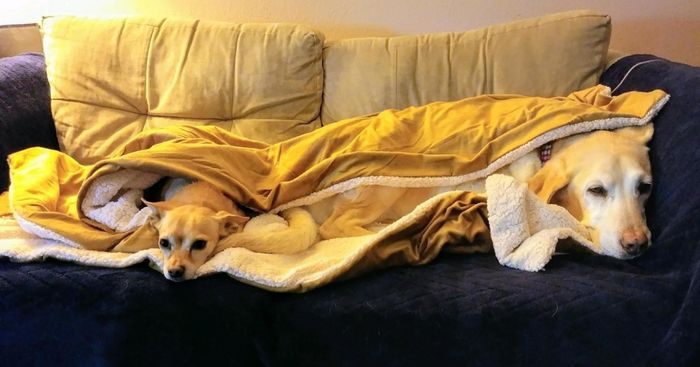 A reviewer’s image featuring two dogs snuggled under a blanket