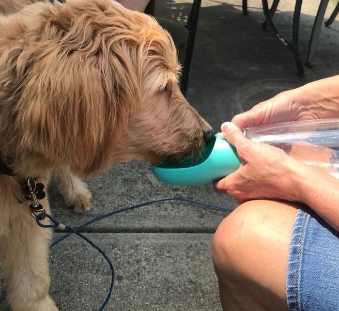 Reviewer image of holding the clear bottle with a teal spout so their dog can drink from it