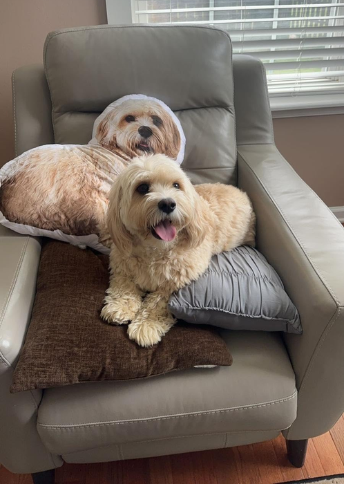 A reviewer's dog sitting on a chair beside a pillow that features the dog's likeness.