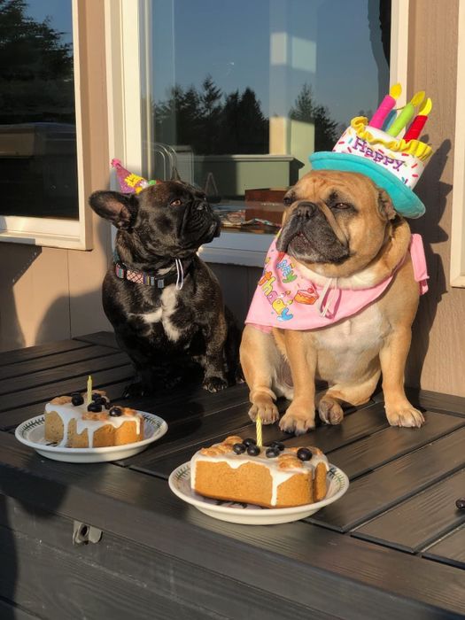 Another reviewer's two dogs wearing party hats and standing proudly next to their birthday cakes