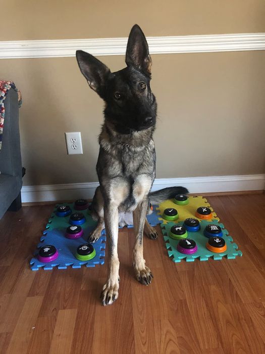 A German Shepherd resting next to a set of buttons in the reviewer's home.