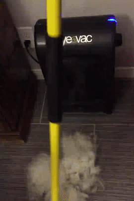 A gif showing the reviewer sweeping pet hair into the automatic vacuum, and watching it instantly disappear into the device.