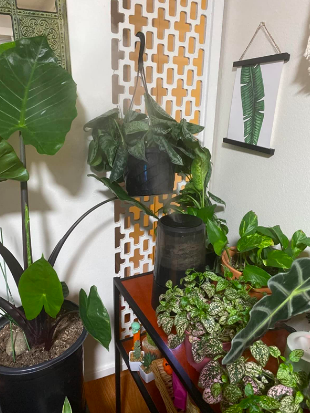 A humidifier placed in a room full of plants.