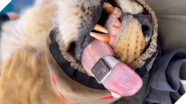 Tiến sĩ Chloe Buiting đã sử dụng chiếc Apple Watch trên lưỡi sư tử để đo nhịp tim của chúng, tạo nên một phương pháp mới giúp theo dõi tình trạng sức khỏe của loài vật này.
