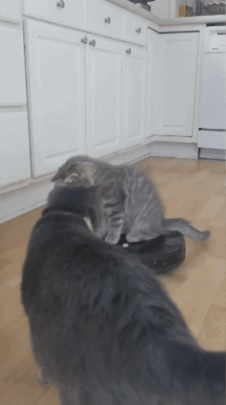 A gif of a cat comfortably sitting on the robotic vacuum.