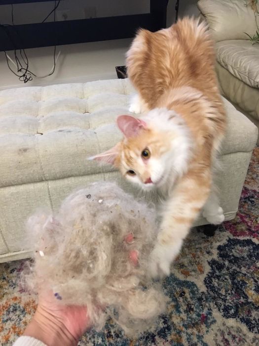 Reviewer photo holding a large clump of cat fur removed from the carpet using the broom