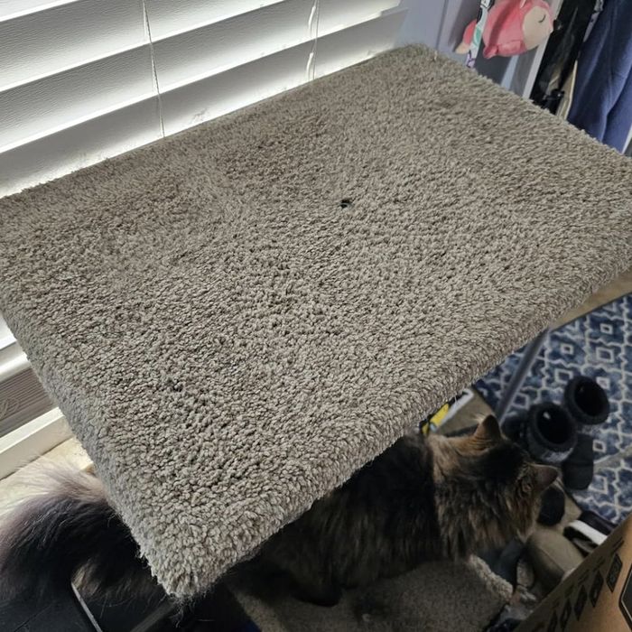 A cat is partially visible on a multi-tiered cat tree situated by a window with blinds. The uppermost platform of the tree is clearly visible.